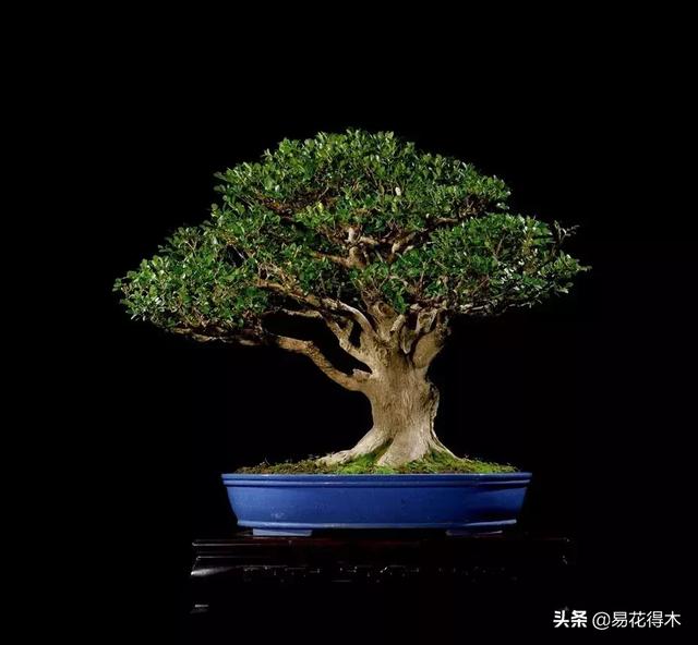 豆瓣黄杨