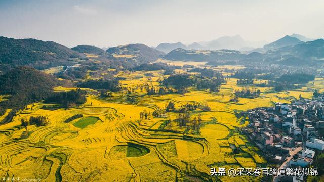 云南罗平油菜花