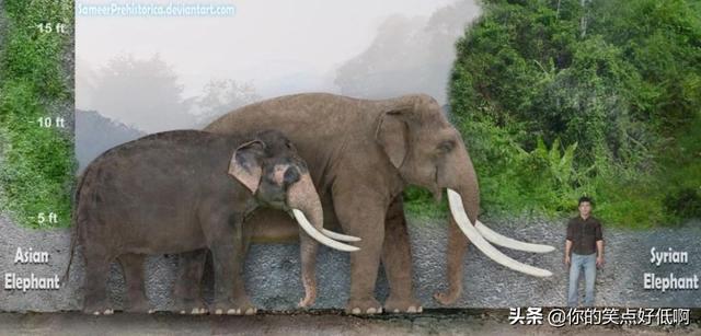 成年大象体重是多少,大象只有非洲象和亚洲象两种错了 - 科猫网