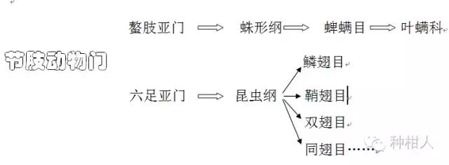 柑橘红蜘蛛终极防治手册，附防治药剂推荐！6