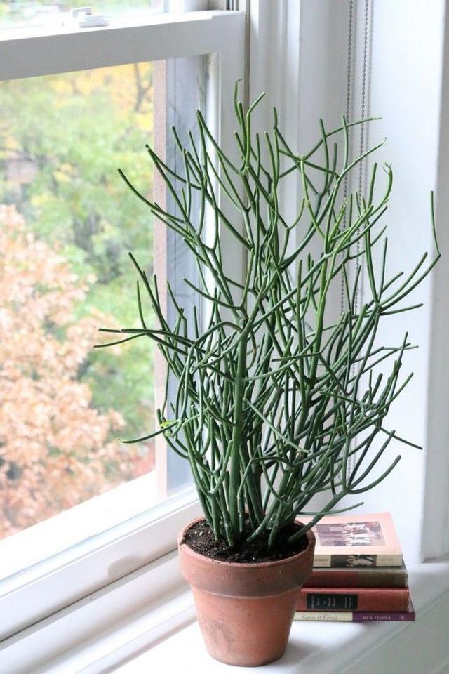 有毒的花