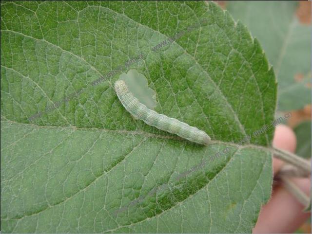 病虫害科普丨棉铃虫的危害与防治3