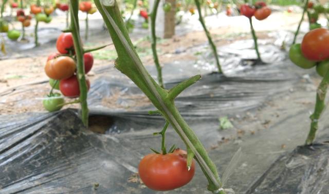 番茄出现黄叶，并不全是病害，农户以后要分清2
