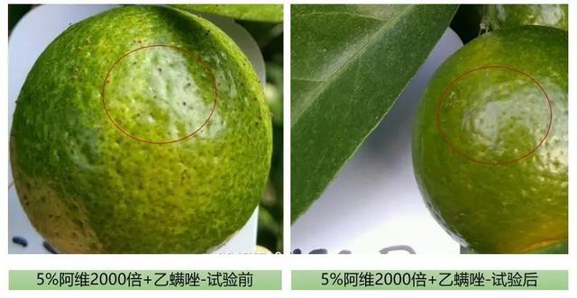 「彻底消灭红蜘蛛」阿维菌素：虫螨克星！2个最佳复配方法3