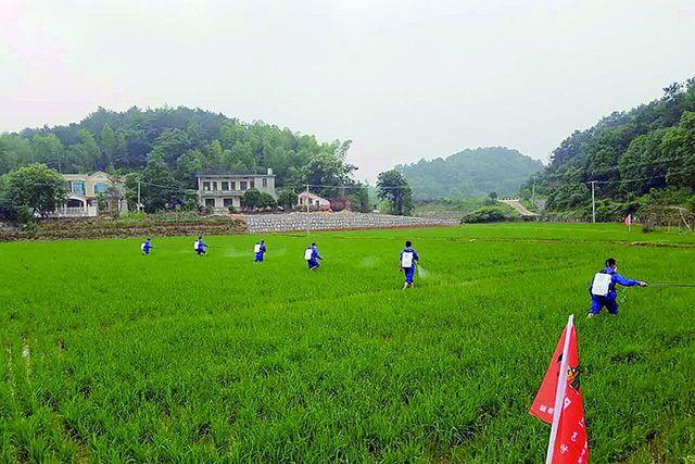 这农药能杀100多种害虫，1次喷药，有效期能够长达80多天2