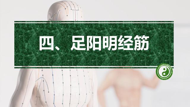 足阳明胃经与腧穴