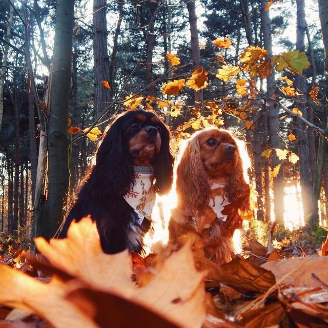 可卡犬图片