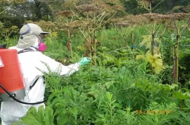 怎样才能使草甘膦发挥最佳的除草效果？草甘膦除草七注意！2