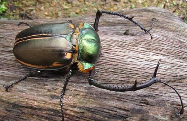 彩臂金龟十大最值钱的甲虫