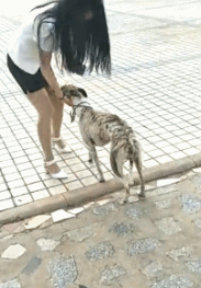 小姐姐动态图：一看你就不是什么正儿八经的狗