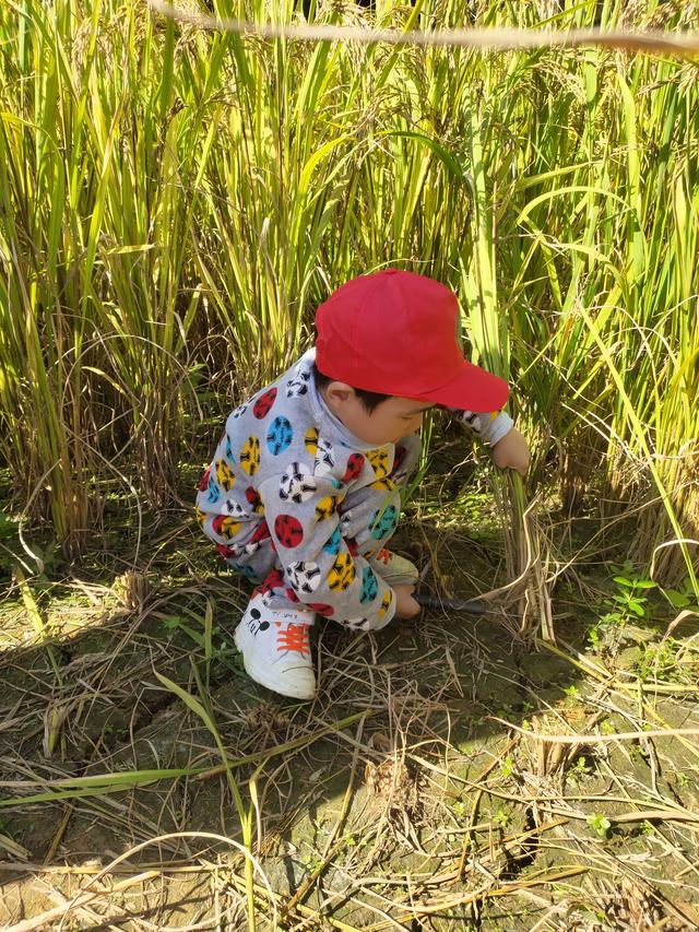 幼儿园的割水稻能手