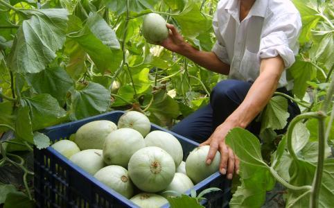 防治甜瓜霜霉病，教你学会这几个防治方法，甜瓜远离霜霉病