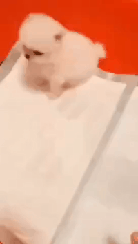 搞笑的GIF图片：你可把小家伙，惹急眼了