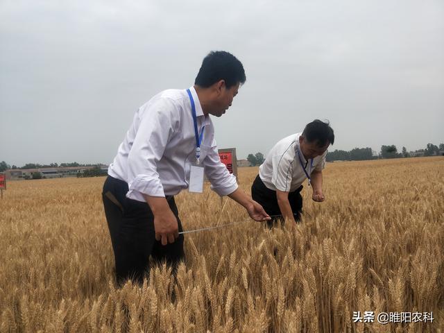 小麦增产小配方，一季喷2遍，治病又增产每亩最多可增产230斤3