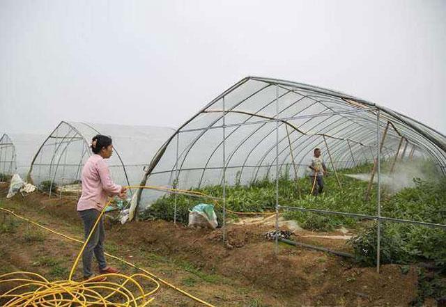 西瓜种植，西瓜炭疽病发病因素有哪些？种植户该如何进行防治呢？13