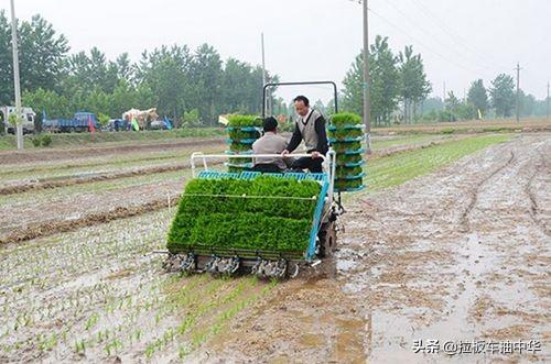 水稻田禾阔双除除草剂~双草醚（很具体）4