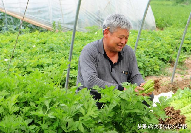 造成芹菜烂心的原因主要有4种，相关防治解决方法告诉你4