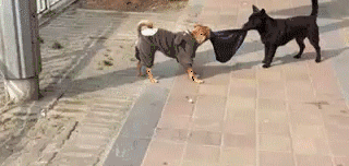 不一般搞笑的GIF：妹子这屁的威力有点大
