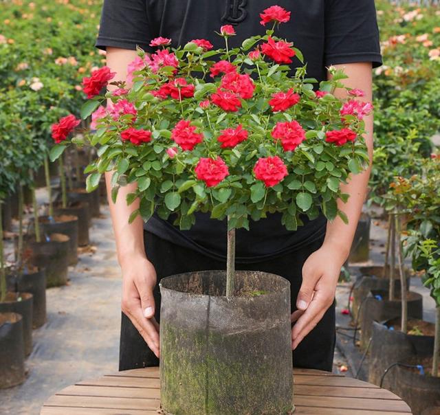 月季花品种