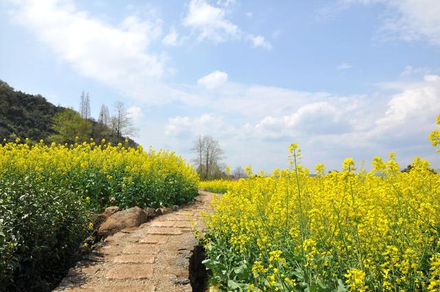 春季公司团建方案