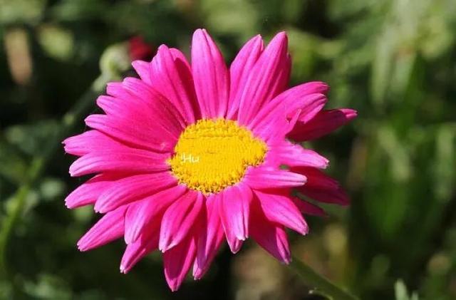 除虫菊 除虫菊（除虫菊花） 生活