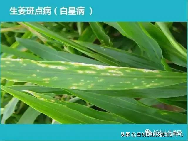 「生姜植保」生姜病虫害图谱以及防止办法（姜农必看！）2