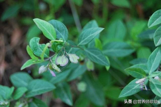 白地黄瓜草禁忌图片