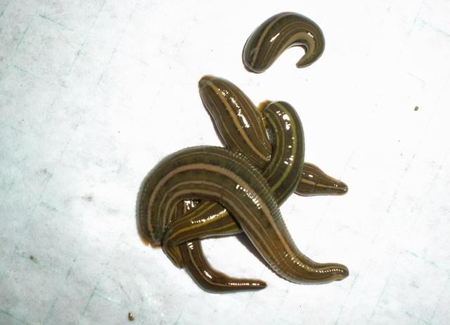 真实!什么是9浅1深左3右3图解"费用明细"-第1张图片-伊卡博客