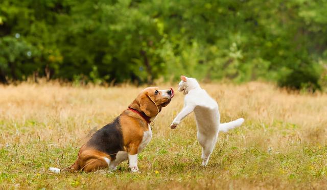 比格犬好养吗