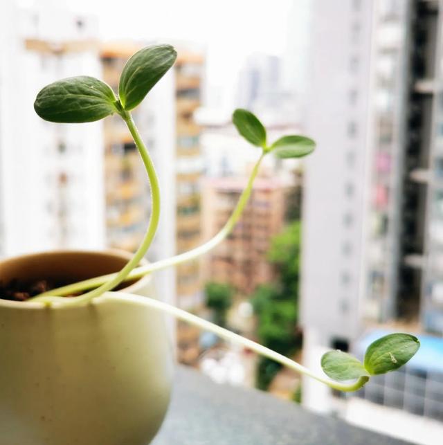 我的孕期日记—芽芽来了