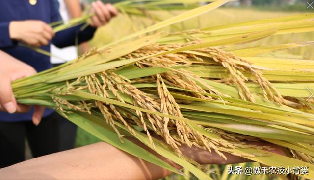 水稻什么时候收获产量最高？如何准确判断水稻最佳收获期？8