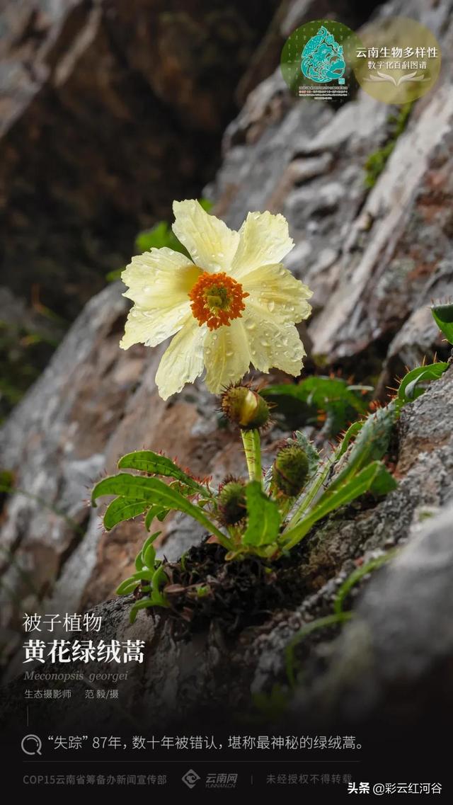 雲南生物多樣性數字化百科圖譜 被子植物 黃花綠絨蒿 失蹤 87年 數十年被錯認 堪稱最神秘的綠絨蒿 Kks資訊網