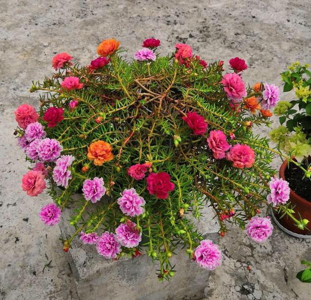 太阳花的种植 太阳花的种植「太阳花的种植方法和注意事项」 生活