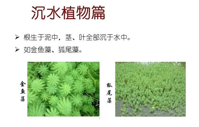 水生植物