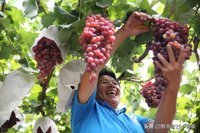 要使果树果实膨大好，除了增施钾肥以外这些营养元素要补好4