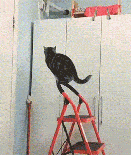 搞笑的动图GIF：优秀的隔壁老王，应该掌握的技巧