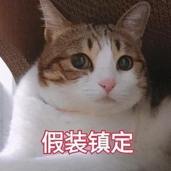 喜玛拉雅猫