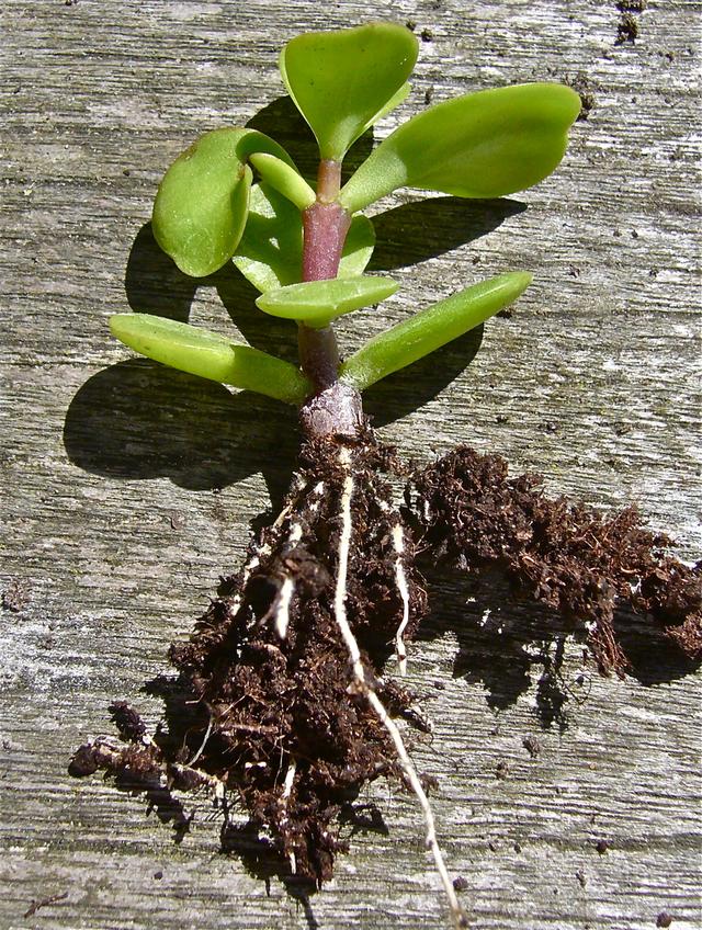 金枝玉叶植物