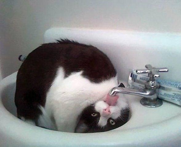 猫照片
