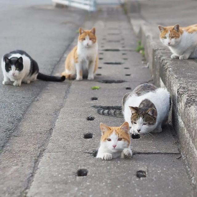 领养猫