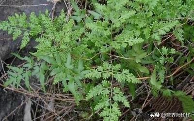 草药海金沙的功效(山上一种植物，叶子会长孢子，人称“海金沙”