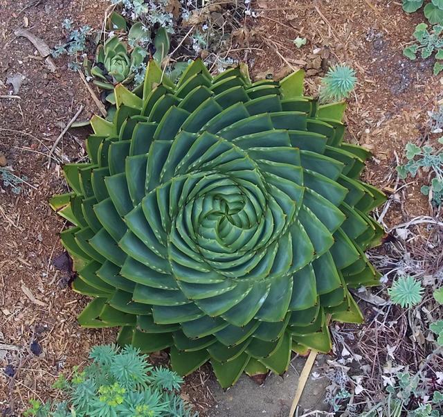 芦荟女王