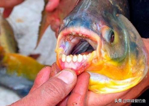 红腹鲳鱼食人鱼图片