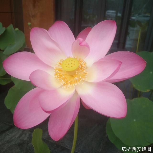 芙蓉花