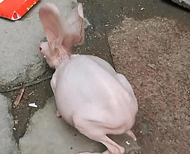 宠物兔子价格