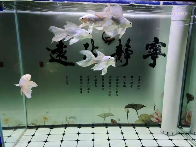 鱼缸过滤机哪个品牌好