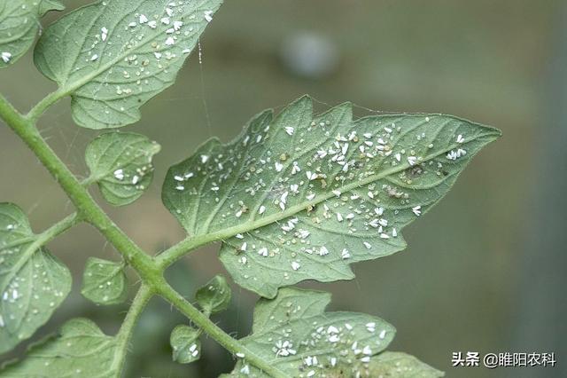 噻虫嗪这些新的使用方法，操作更简单，杀虫效果更好