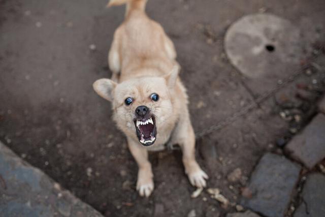 狂犬病早期症状