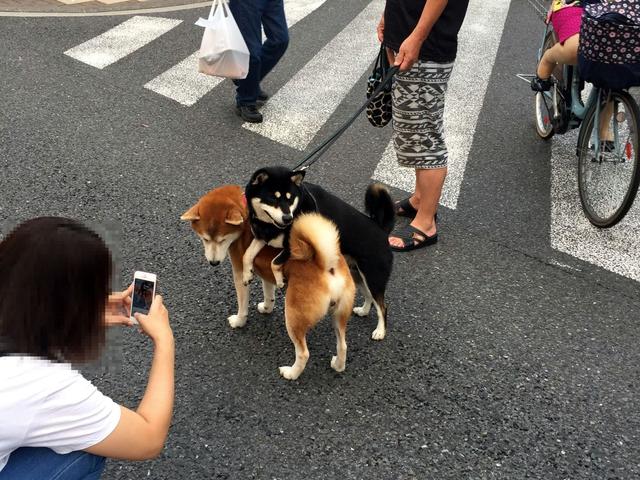 柴犬图片