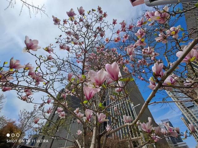 这几款手机堪比小单反，经常拍照的朋友可以考虑一下